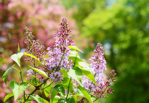 Branch of lilac flowers over summer garden background