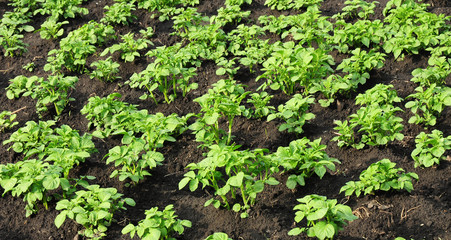 Growing eco friendly potatoes, from field to supermarket