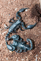 black Scorpion on the ground