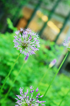 Fluffy lilac dandelion or allium in summer garden