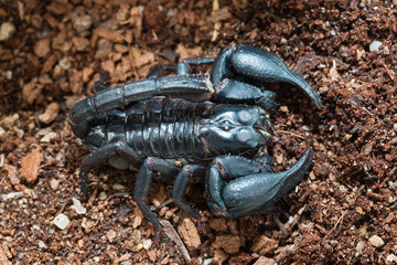black Scorpion on the ground