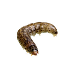  caterpillar