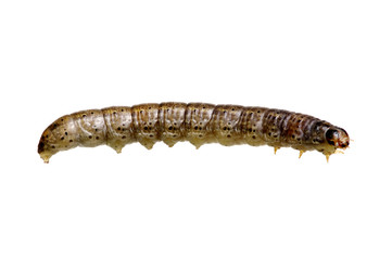  caterpillar