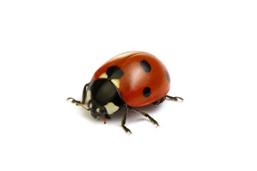 Ladybug