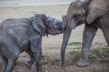 Spielendes Elefantenbaby