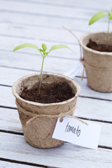 Seedling plants growing in pots