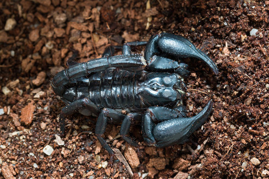 black Scorpion on the ground