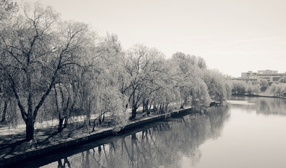 Monochrome River and Trees