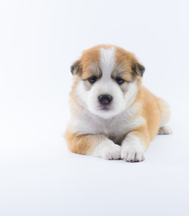 Portrait dog puppy isolate