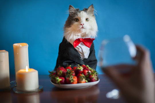 Cat Dinner Table Images – Browse 4,455 Stock Photos, Vectors, and Video |  Adobe Stock