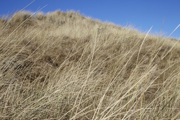 Grassy field in Skagen