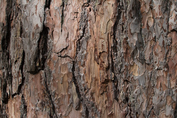 Pine Bark