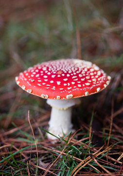 Red single mushroom