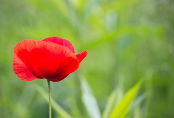 Mohnblume mit sch&ouml;nem Bokeh