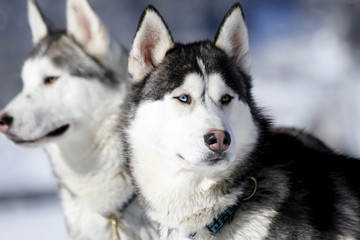 Fototapeta premium siberian husky