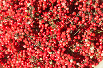 graines mûres de baies roses au séchage