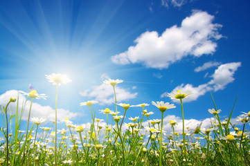  daisy flowers