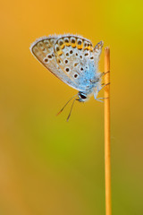  butterfly details