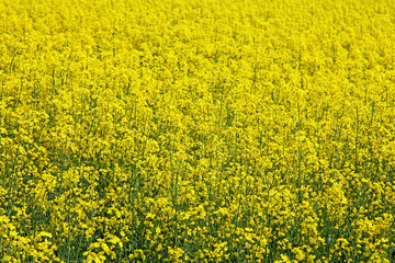 Rapsfeld im Sommer