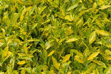 plant and flower garden background