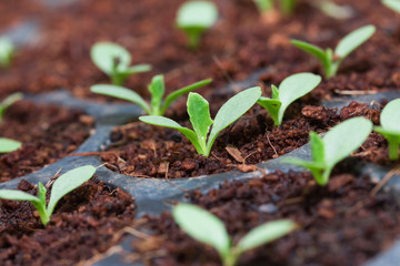 Grape seedlings in nursery tray