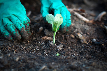 planting cabbage seedling in the vegetable garden