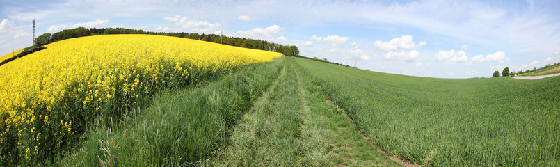 Fototapeta premium Rapsfeld Sommer Panorama