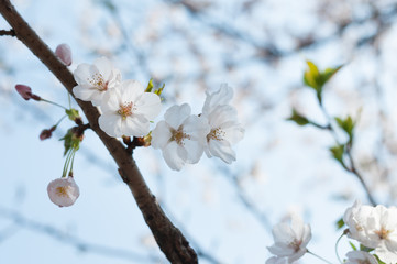 White sakura blossom on a branch