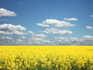 Obraz premium Rapsfeld im Sommer