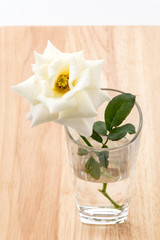 white rose on isolated background