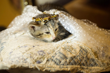 Kitten in Diadema is on the pillow. age 2 months.