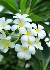 Fototapeta na wymiar Exotic frangipani flower (plumeria)