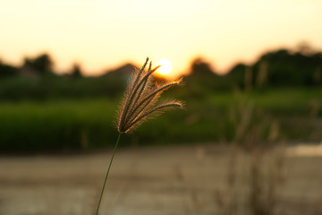 Nut grass against sunlight in sunset landscape blurred backgroun