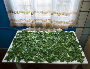 drying mint leaves on a table