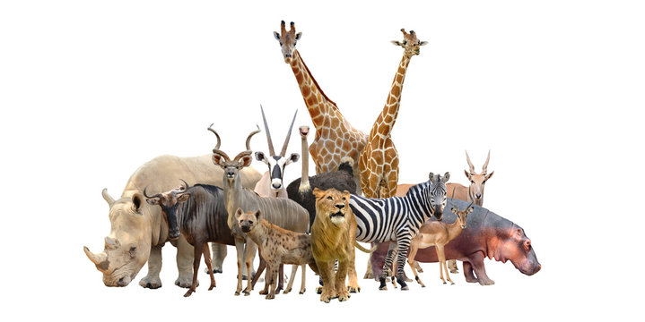 Fototapeta grupa zwierząt afrykańskich