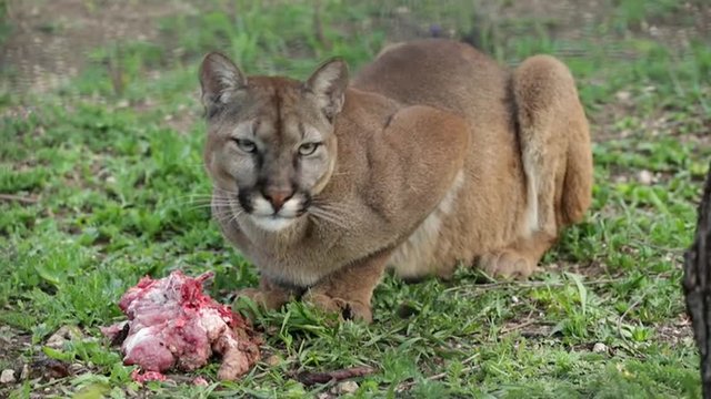 Young Panther Eats Meat on Grass