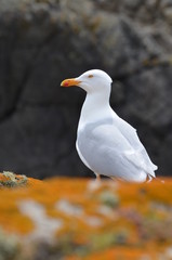 Goéland argenté