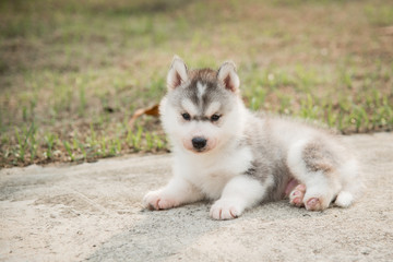Fototapeta premium Handicapped Siberian husky puppy