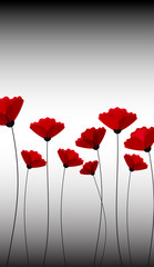 Abstract nature background. Red poppy flowers.
