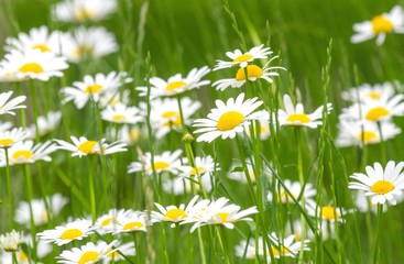 Fototapeta premium Margeriten / Blumenwiese