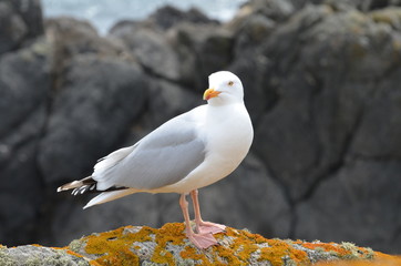 Goéland argenté