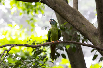 parrot sitting on a branch in nature close-up shot