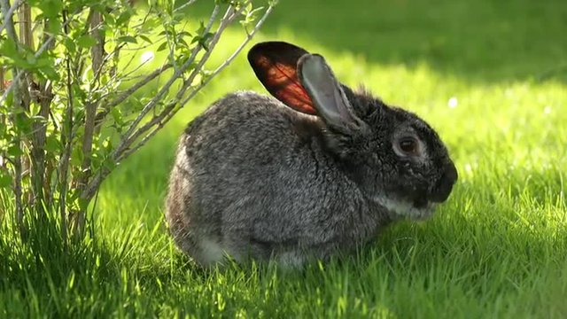 Gray Rabbit on the Grass