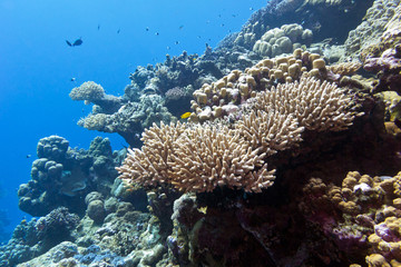 Fototapeta na wymiar coral reef in tropical sea - underwater