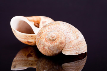 Slipper Winkle Shells on black background