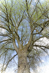 Old willow tree in springtime