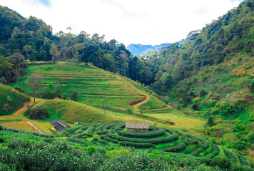 Fototapeta na wymiar Tea plantation in the Doi Ang Khang, Chiang Mai, Thailand