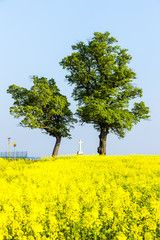 trees and cross with rape field, Czech Republic