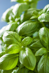 fresh basil leaves herb background