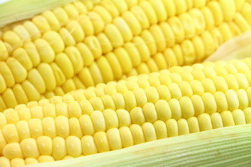 Thai sweet corn , corn seed 